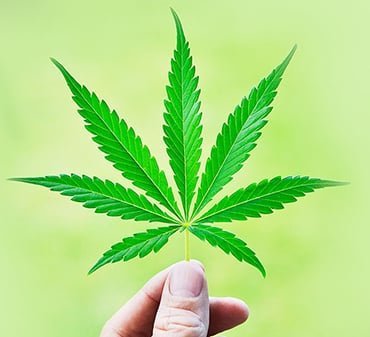 What is Marijuana and It's Effects